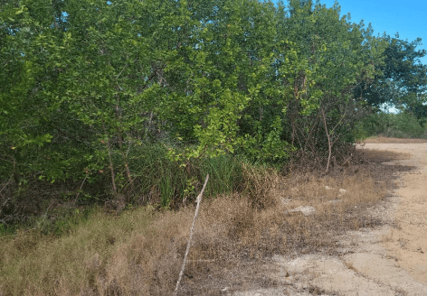 Own 1.250 Acres of Land by Sea in Corozal District, Belize