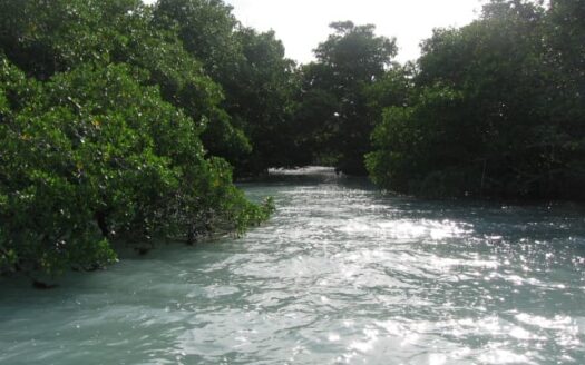 15.60 Acres Private Island Hicks Caye Belize For Sale