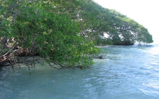 15.60 Acres Private Island Hicks Caye Belize For Sale