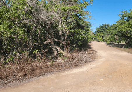 1.250 Acre Coastal Paradise in Corozal District, Belize For Sale – Prime Location!