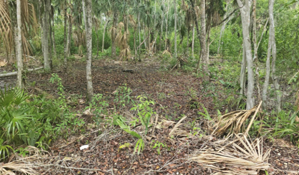 Orchid Bay Resort Development Area, Warree Bight/ Fresh Water Creek, Corozal District - Image 4