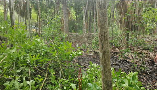 Orchid Bay Resort Development Area, Warree Bight/ Fresh Water Creek, Corozal District - Image 5