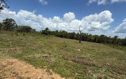 Franks Eddy Land for Sale in Cayo – Two ¼ Acre Parcels Near Jaguar Paw