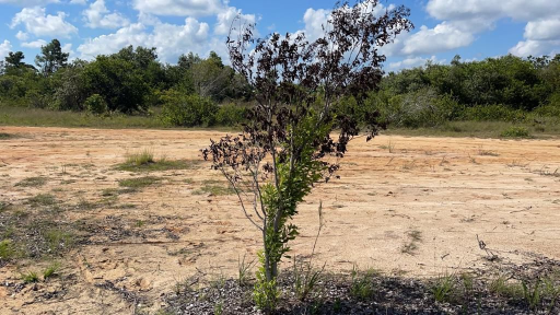 Land for Sale in Lord’s Bank Belize – Build Your Home or Invest Today