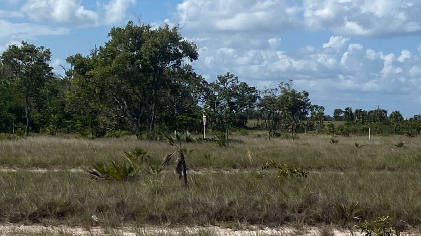 Land for Sale in Belize Tropical Park