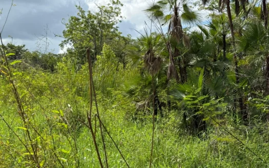 Land For Sale in Ladyville Belize – 𝐍𝐞𝐚𝐫 𝐏𝐞𝐫𝐞𝐳 𝐑𝐨𝐚𝐝 & Airport
