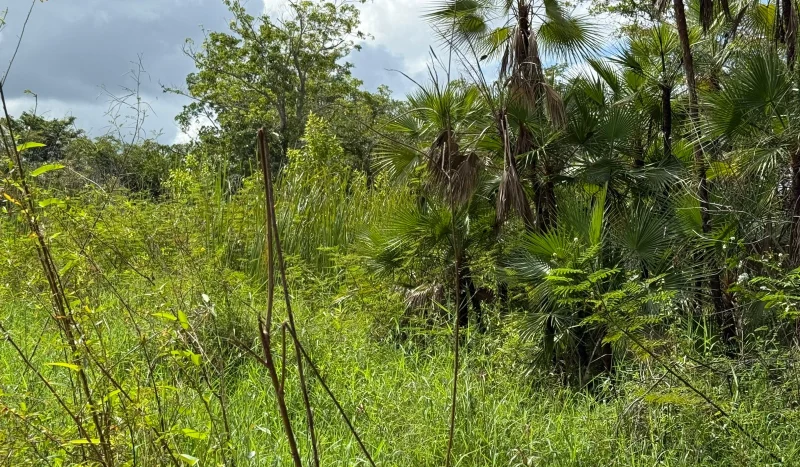 Land for Sale in Ladyville Belize
